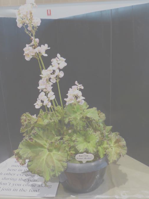 B. ‘Russet Queen’